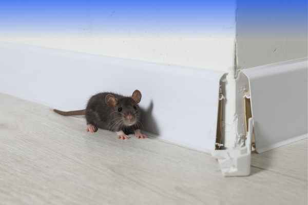 Commercial Pest Control